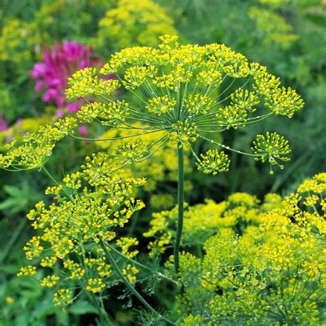 Bouquet Dill Herb Garden Seeds - 1 Oz - Non-GMO, Heirloom Herbal Gardening & Microgreens Seeds ...