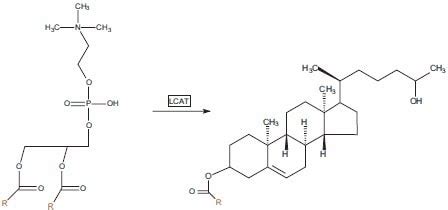 Cholesterol Esterification