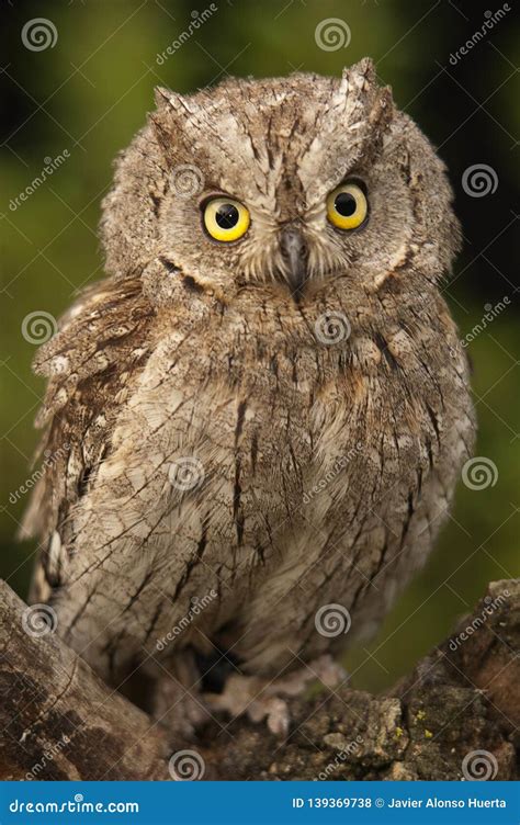 Otus Scops, Eurasian Scops Owl, Small Owl, Stock Photo - Image of carnivore, aves: 139369738