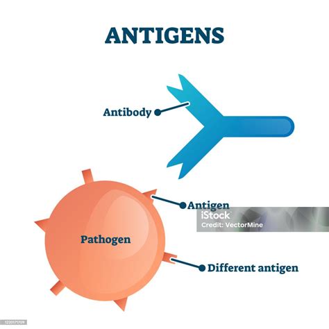 Antigens Vector Illustration Labeled Antibody Pathogen Stock Vector - Riset