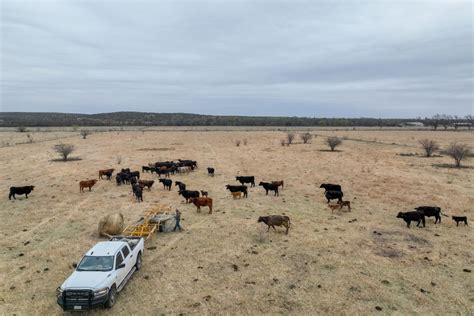 Mysterious Cattle Mutilations Leave Authorities Perplexed and Asking ...