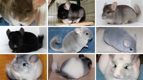 Chinchilla Colors