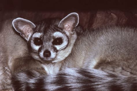 Ringtail, also known as ringtail cat and miner's cat, the state mammal ...