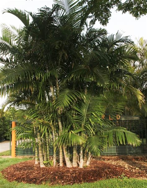 Dypsis Cabadae Tree For Sale: Cabada Palm To Buy | Treeworld Wholesale