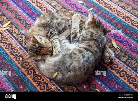 Two sleeping kittens Stock Photo - Alamy