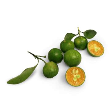 Group Of Calamansi Fruit, Calamansi, Citrus, Fruit PNG Transparent Clipart Image and PSD File ...