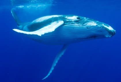 Dolphins and Whales of the Great Barrier Reef | Great Barrier Reef ...