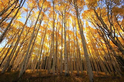 Aspen Trees with Fall Color, San Juan National Forest, Colorado Stock ...