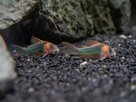 Horseman's Cory Catfish (Corydoras eques), Tank-Bred! - Aquatic Arts on ...