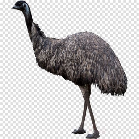 Emu Clipart Download Emu Clipart For Free 2019