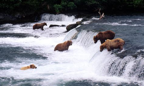 Alaska_Brown_Bears_Fishing_Travel_8.20.2012 | Photos | WWF