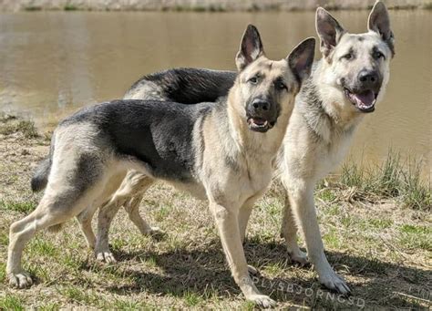 Types of Shepherds: 16 Different Types of Shepherd Dogs - K9 Web