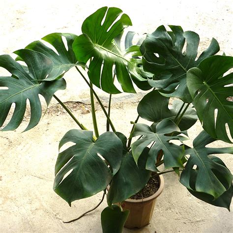 Monstera Deliciosa