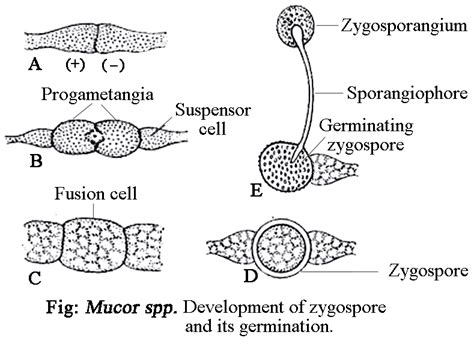 MUCOR - CLASSIFICATION, VEGETATIVE STRUCTURE, REPRODUCTION