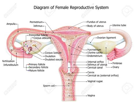 Image Of Female Reproductive System Diagram - koibana.info | Reproductive system, Female ...