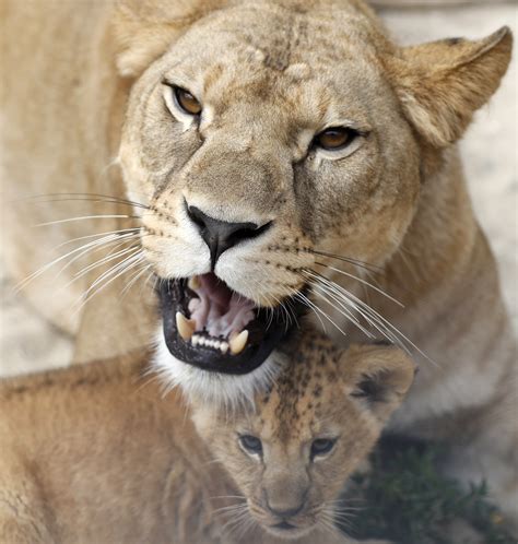 2 rare Barbary lion cubs born in Czech zoo