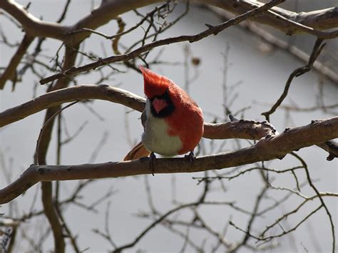 Ohio Birds and Biodiversity: A bizarre bilateral gynandromorph