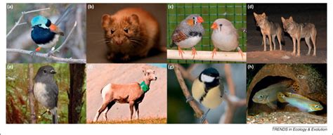 Inbreeding avoidance, tolerance, or preference in animals?: Trends in Ecology & Evolution