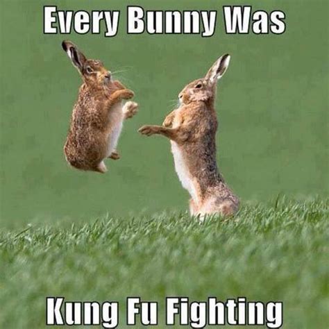 every bunny was kung fu fighting meme - East Valley Martial Arts | Karate