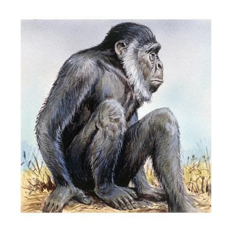 'Sivapithecus' Photographic Print | Art.com | Weird animals, Photographic print, Illustration