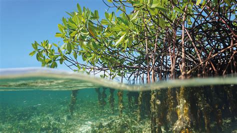 The State of the World’s Mangroves 2022 - Wetlands International