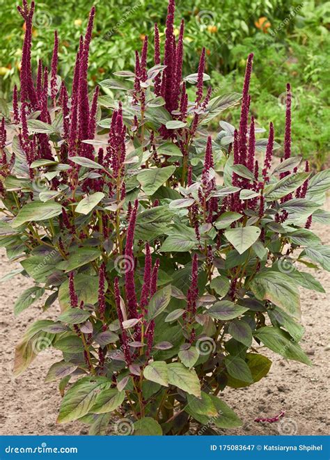 Red Spinach Plant in Bloom, Asian Amaranth Growing on Bed in the Garden ...