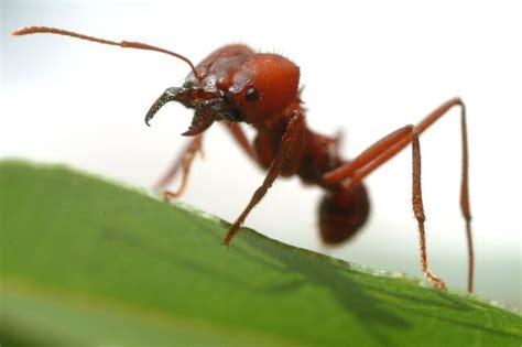 Caterpillar Breathing Explained (What Are Spiracles?)