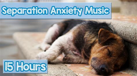 15 HOURS of Deep Separation Anxiety Music for Dog Relaxation! Helped 4 Million Dogs Worldwide ...