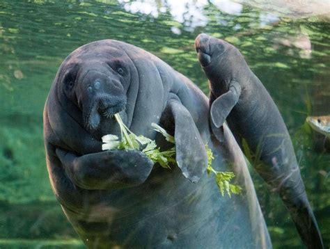 Baby West Indian Manatees are born with molars and can consume sea ...