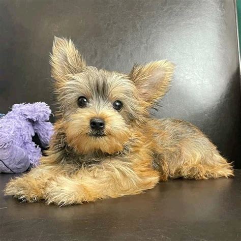 Adorable Teacup Yorkie Puppies For Adoption