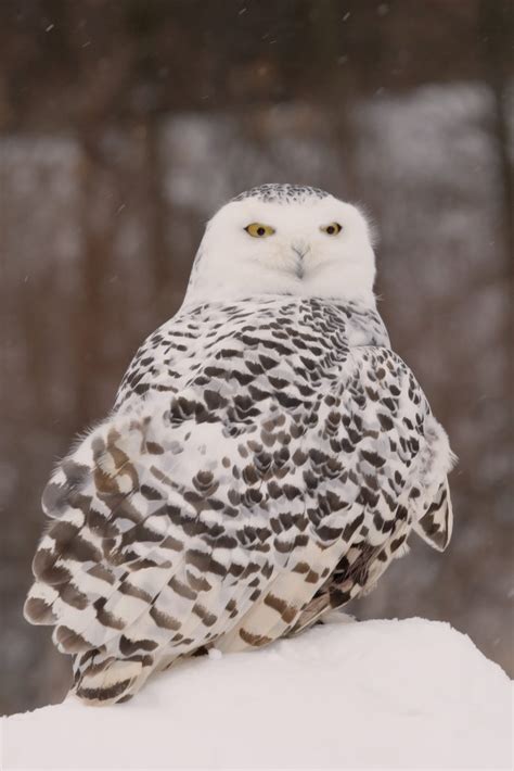 The Magnificent Snowy Owl - Nature Canada