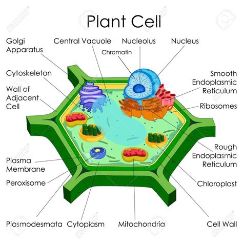 Get Plant Cell Ultrastructure Diagram Gif | Diagram Printabel