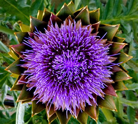 Artichoke Flower | Rare flowers, Fancy flowers, Artichoke flower