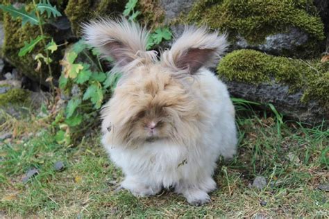 lapin angora anglais - unCompagnon.fr