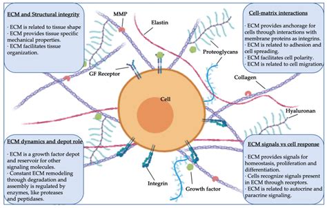 Components Of Extracellular Matrix