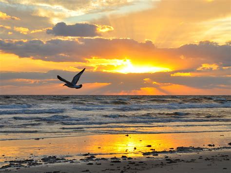 Gull flying over shore near ocean during sunset HD wallpaper | Wallpaper Flare