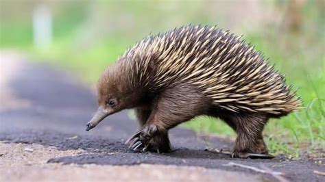 15 Most Famous Wild Animals of Australia - 911 WeKnow