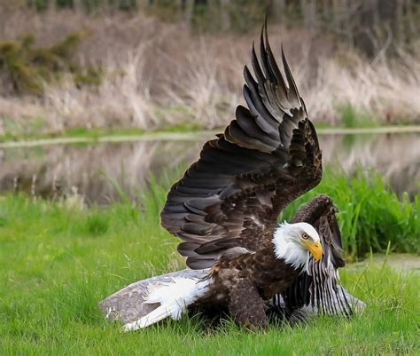 Photographer Captured A Majestic Picture Of A Bald Eagle With ...