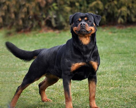 Anabelle von der Bahnbrucke : Puppies : King Rottweilers