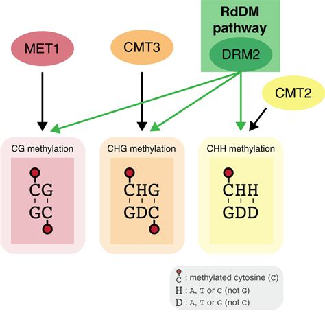 DNA methylation sequence contexts and related DNA methyltransferases.... | Download Scientific ...