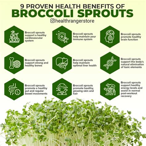 Proven health benefits of broccoli sprouts | Broccoli benefits, Sprouts ...