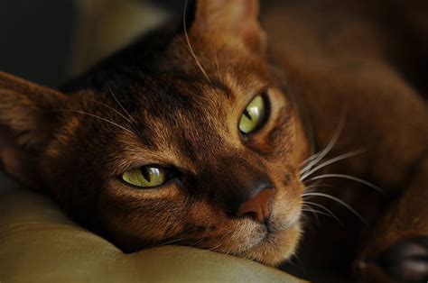 Abyssinian Cat Breed Facts - Health, Personality and Health Issues – Basepaws