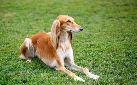 All About Saluki Dog Breed – Origin, Behavior, Trainability, Facts ...