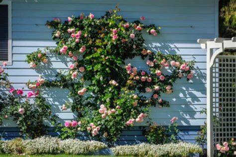 Which Trellis Is Best For Climbing Roses? - Garden Patch