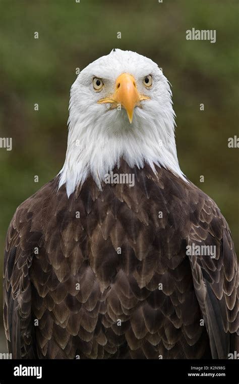 american bald eagle closeup Stock Photo - Alamy