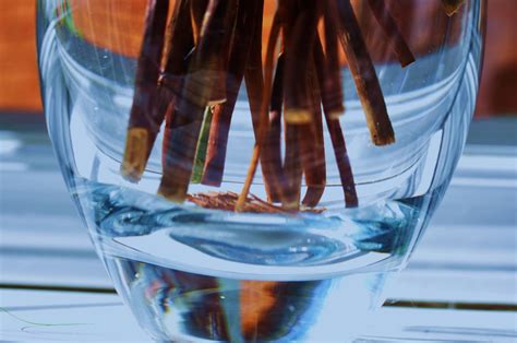 Free Images : aqua, beverage, clear, close up, cold drink, dehydrated, dehydration, drinkable ...