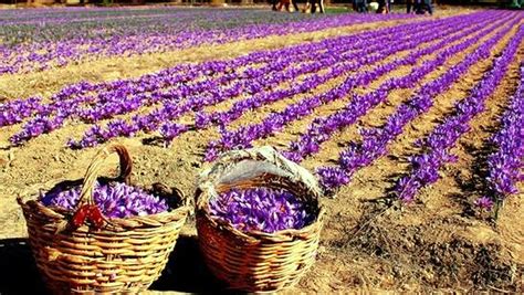 Timely rainfall saves saffron crop, production goes up - Jammu Kashmir ...
