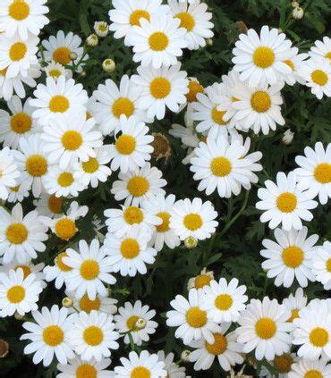 Pyrethrum Daisy (Tanacetum/Chrysanthemum cinerariifolium) 50 Seeds | Food garden, Flower seeds ...