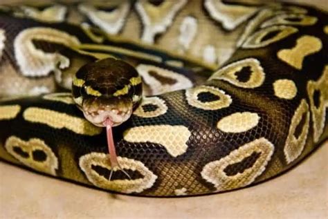 Ball Python Facts Only Ball Python Owners Know Ball Python | My XXX Hot ...