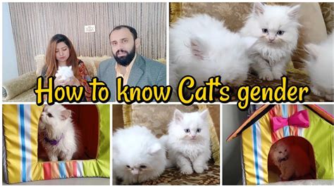 How To Know Cat Gender By Color at Bradley Martin blog